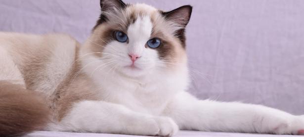 养猫的人容易得15种病 概率很小