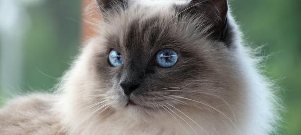 常见的假布偶猫？被认为是布偶猫的其他猫品种