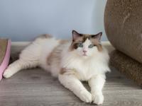 布偶猫放养有什么好处 体现在猫咪的身心健康、与人类的互动