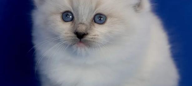 巧克力是手套布偶猫