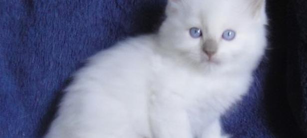 淡紫色连指手套布偶猫