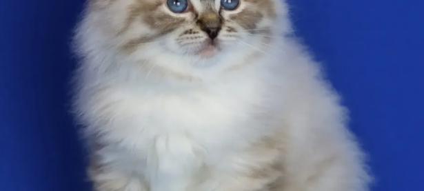 海豹山猫布偶猫