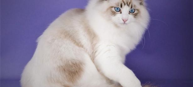 蓝色山猫双色布偶猫