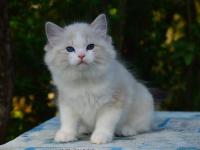 海豹山猫双色布偶猫