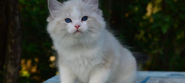 海豹山猫双色布偶猫