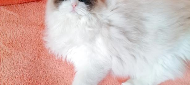 猫预产期计算器