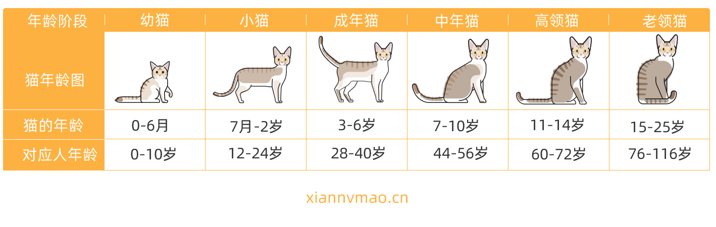 猫年龄.jpg