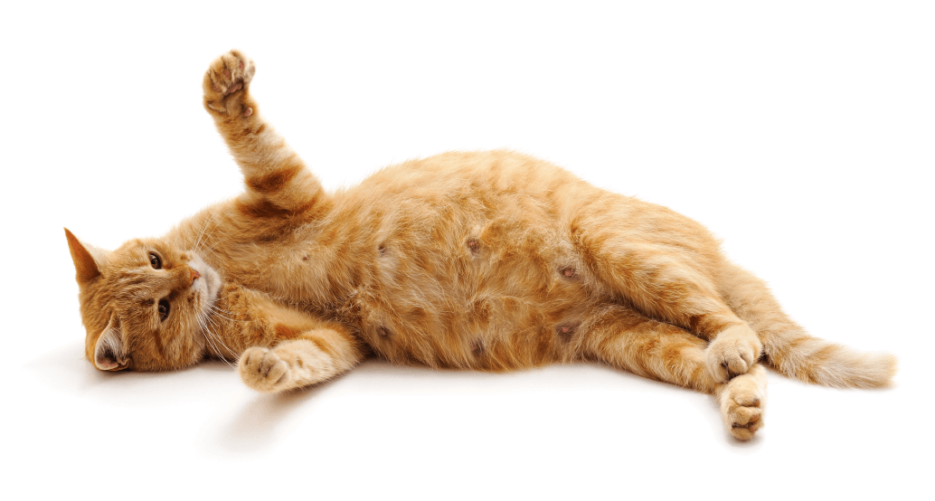 pregnant-red-cat.png
