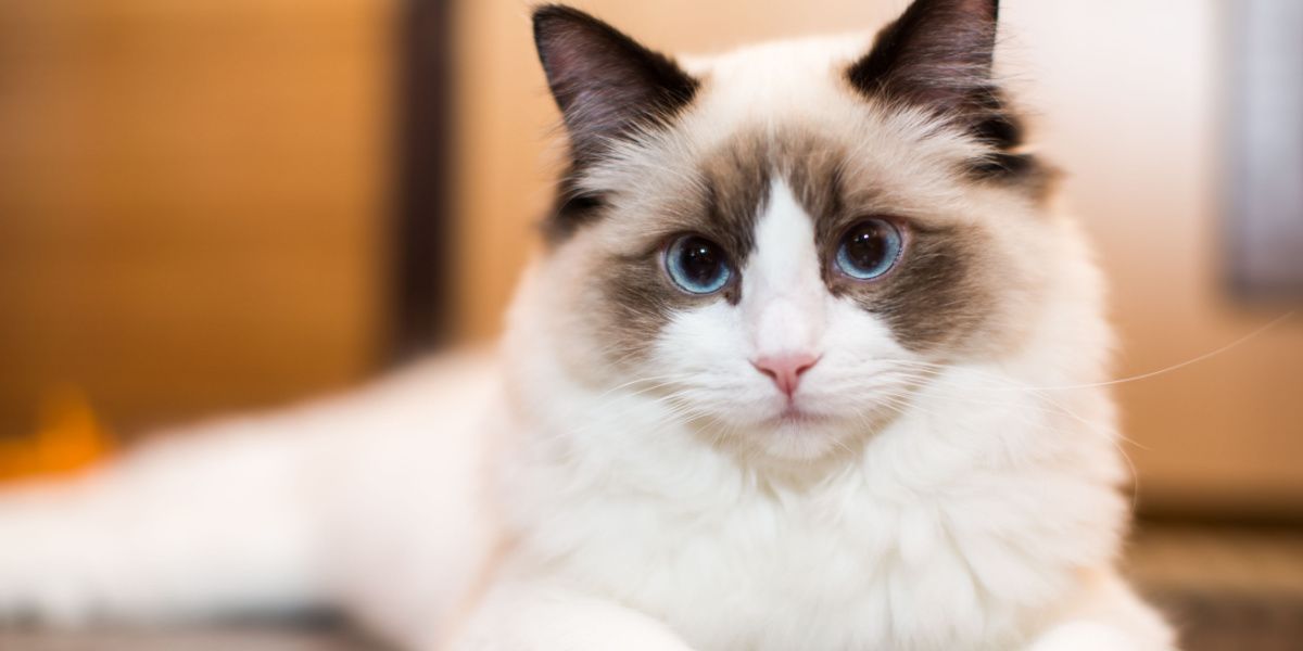 Beautiful-young-white-purebred-Ragdoll-cat.jpg
