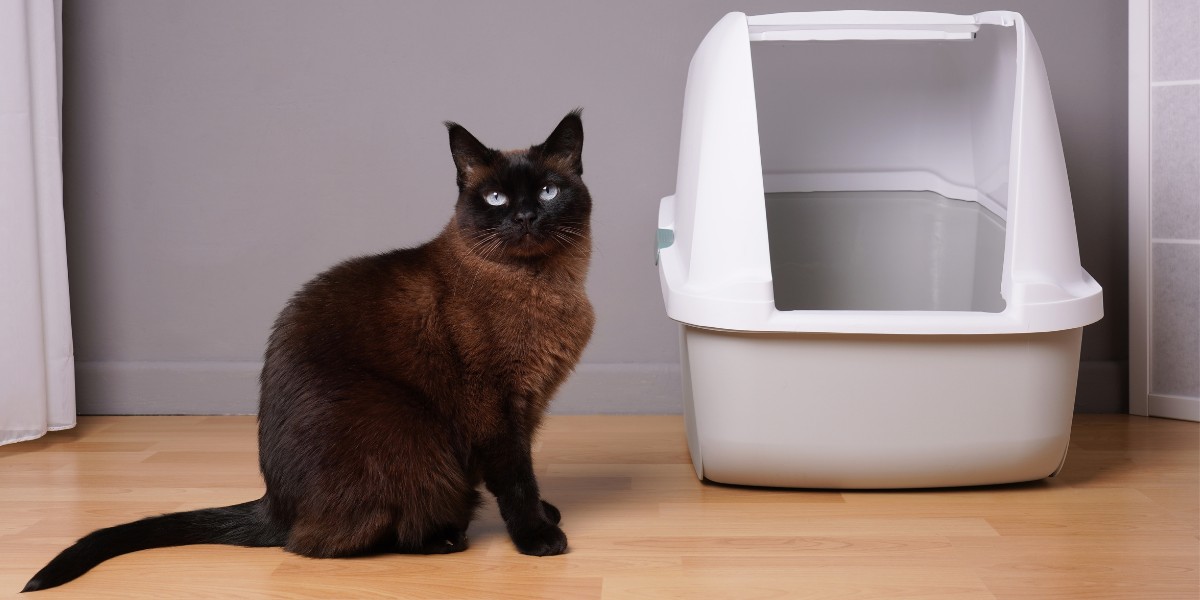 你的猫总是在猫砂盆外撒尿的 6 个常见原因