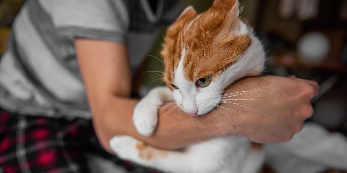 六大原因，为什么你的猫不让拥抱？