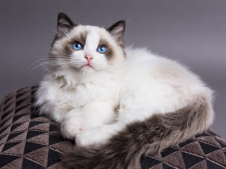 ragdoll-female.jpg