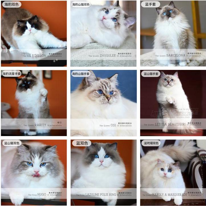 专业解读纯种布偶猫颜色、外貌标准，教你如何挑选纯种布偶猫