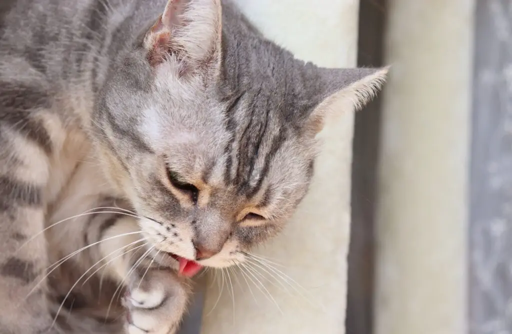 为什么猫会吐出未消化的食物