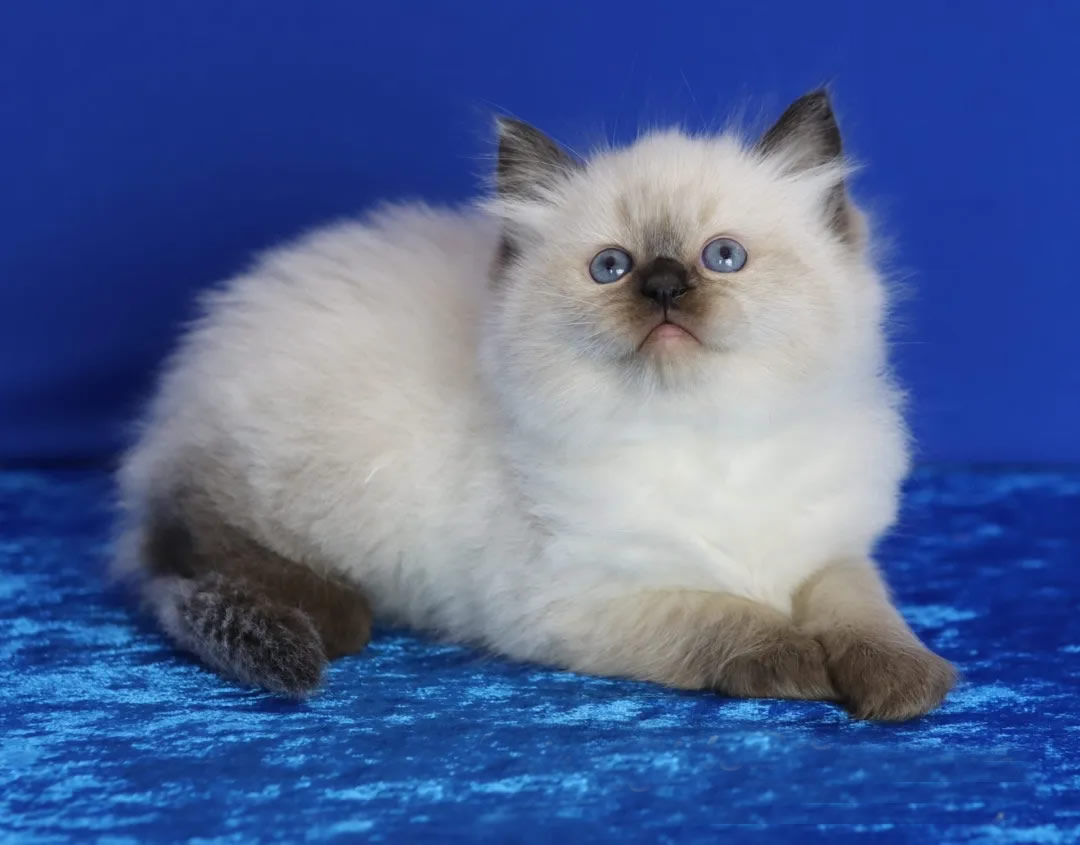 海豹色布偶猫