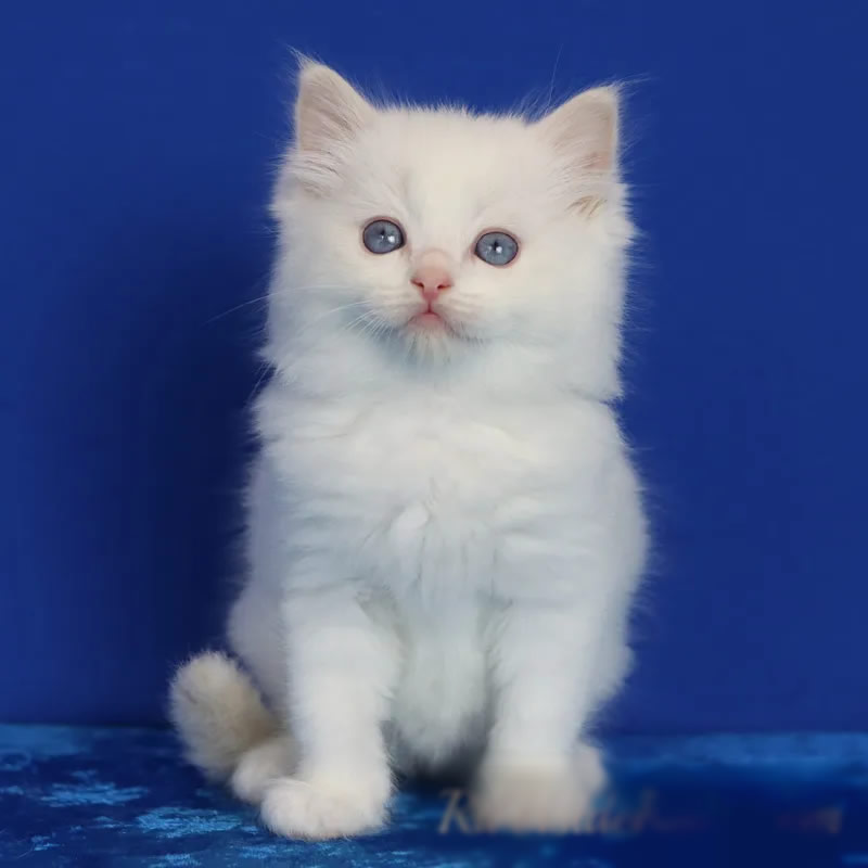 奶油色布偶猫