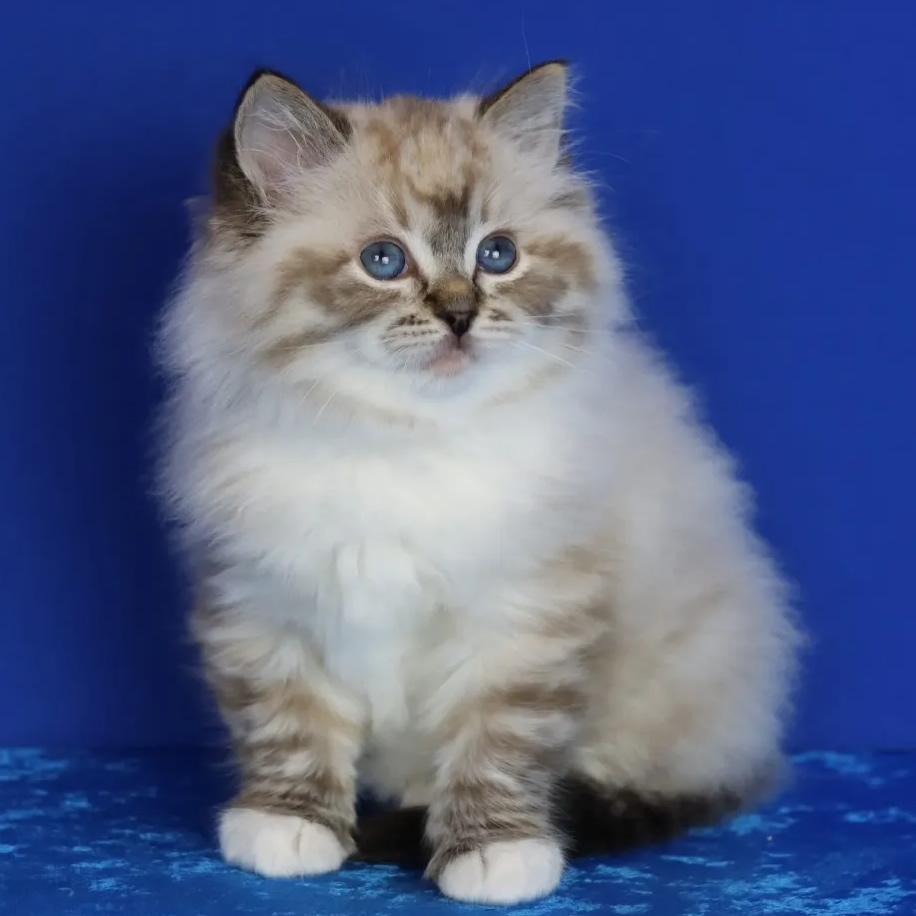 海豹山猫布偶猫