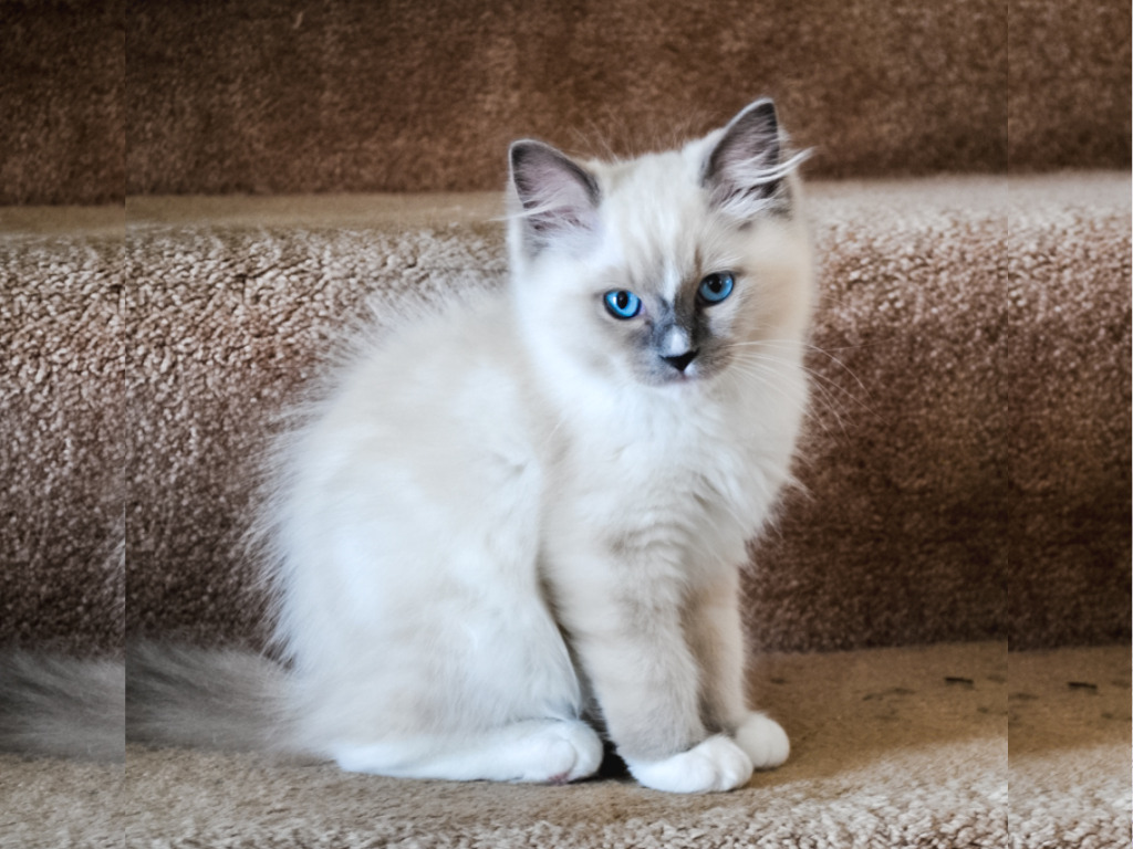 蓝色山猫布偶猫
