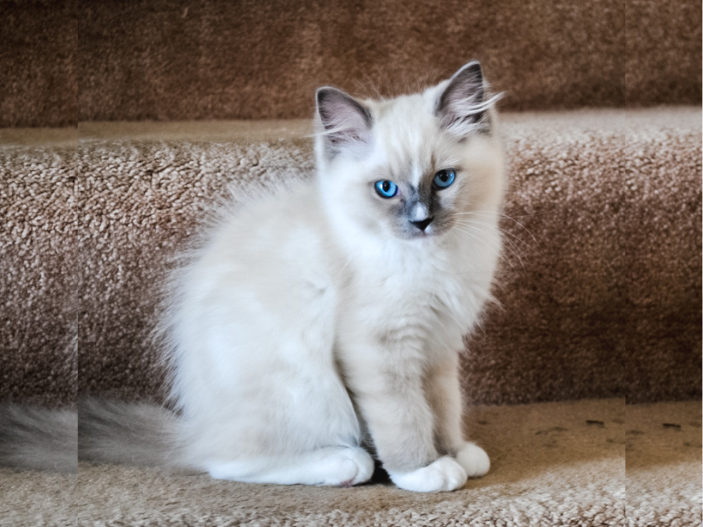 蓝色山猫.jpg