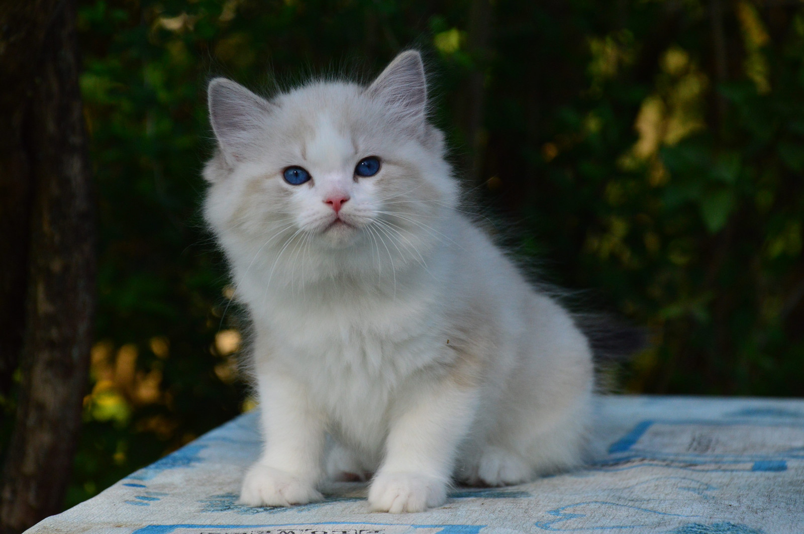 海豹山猫双色布偶猫