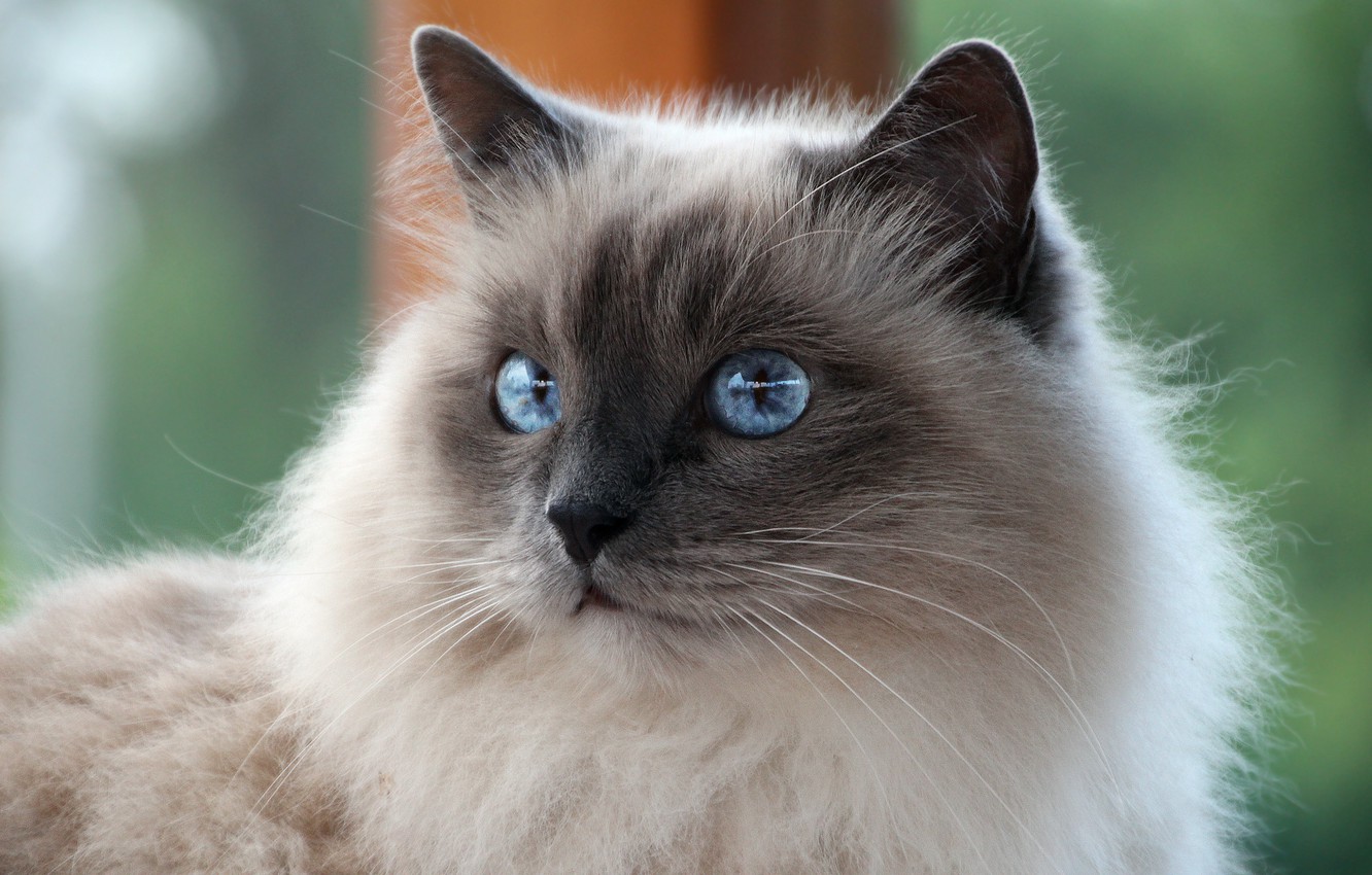 birman-cat.jpg