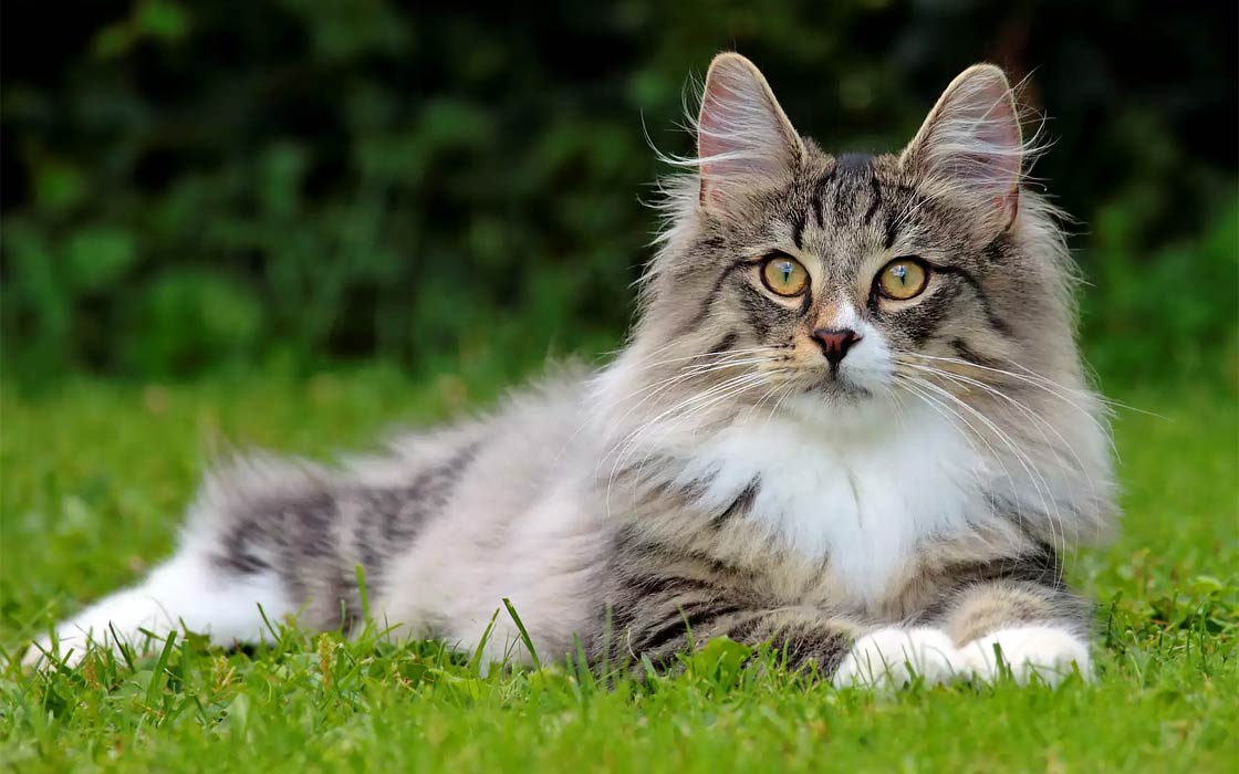 Norwegian Forest Cat1.jpg